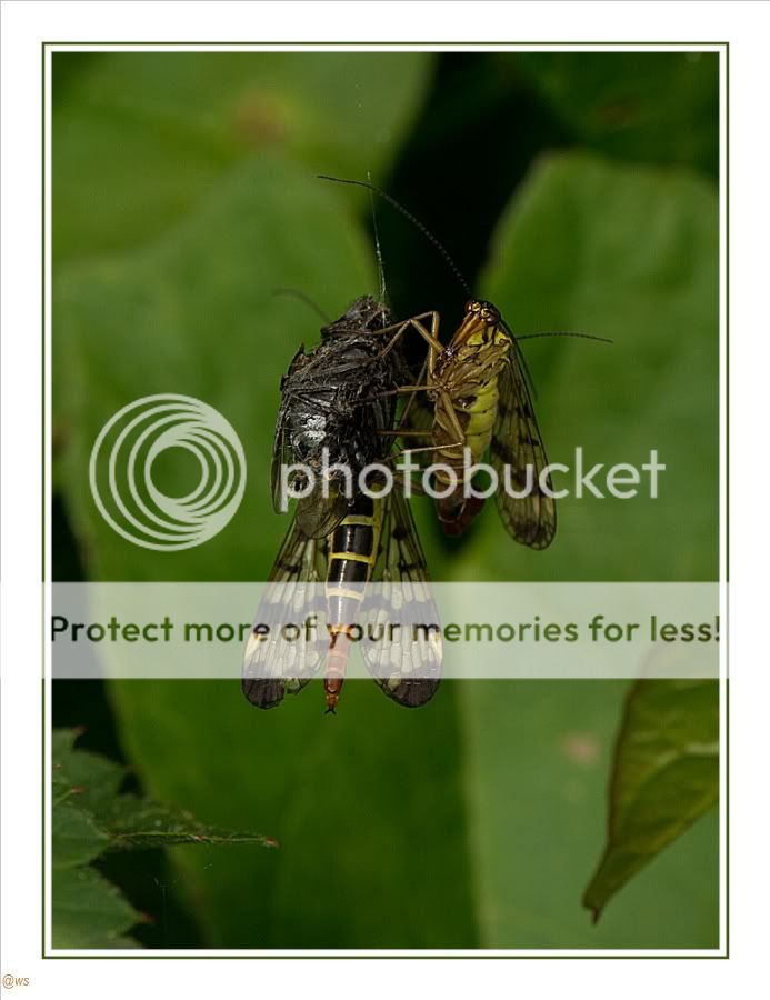 Fotografie