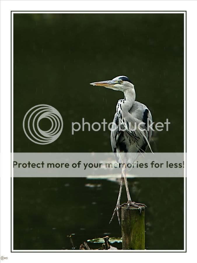 Fotografie