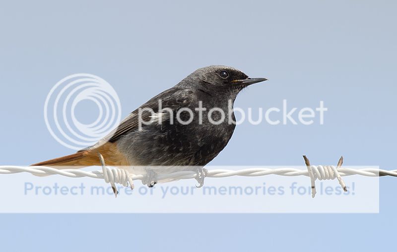 Fotografie