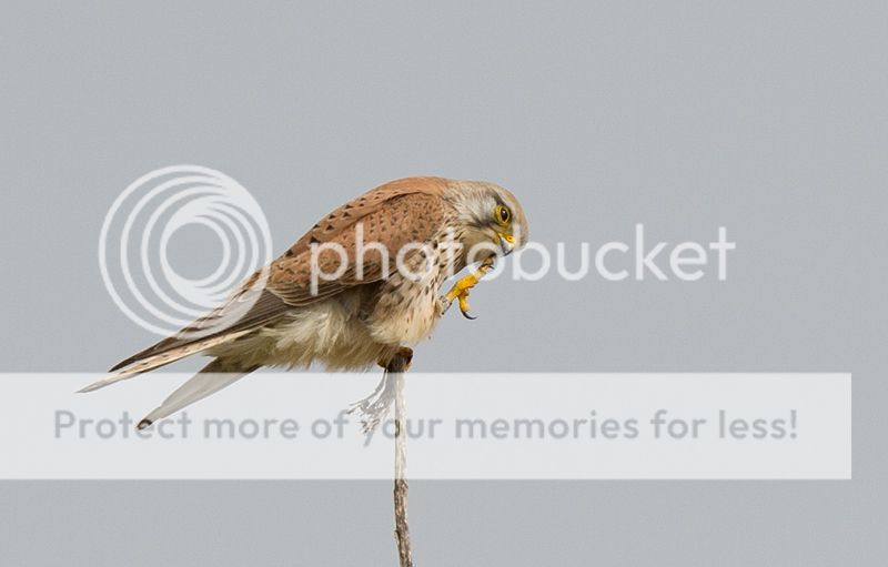 Fotografie