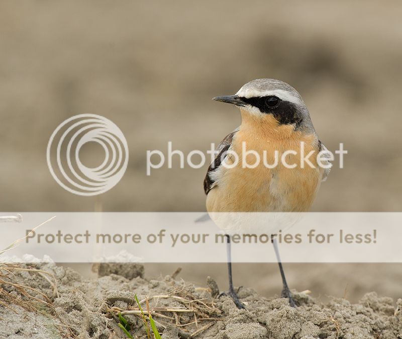Fotografie