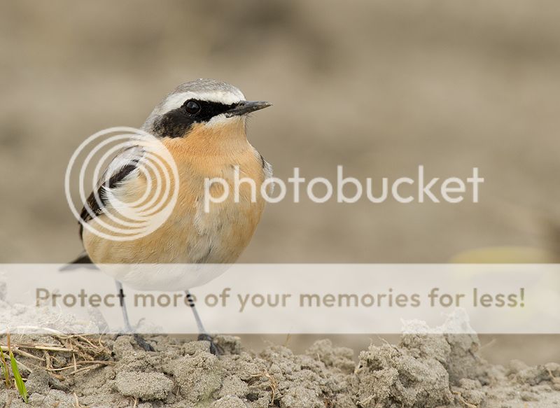 Fotografie