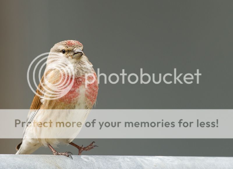 Fotografie