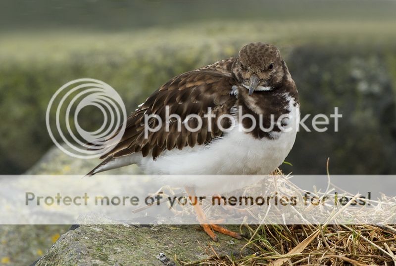 Fotografie