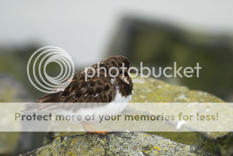 Fotografie
