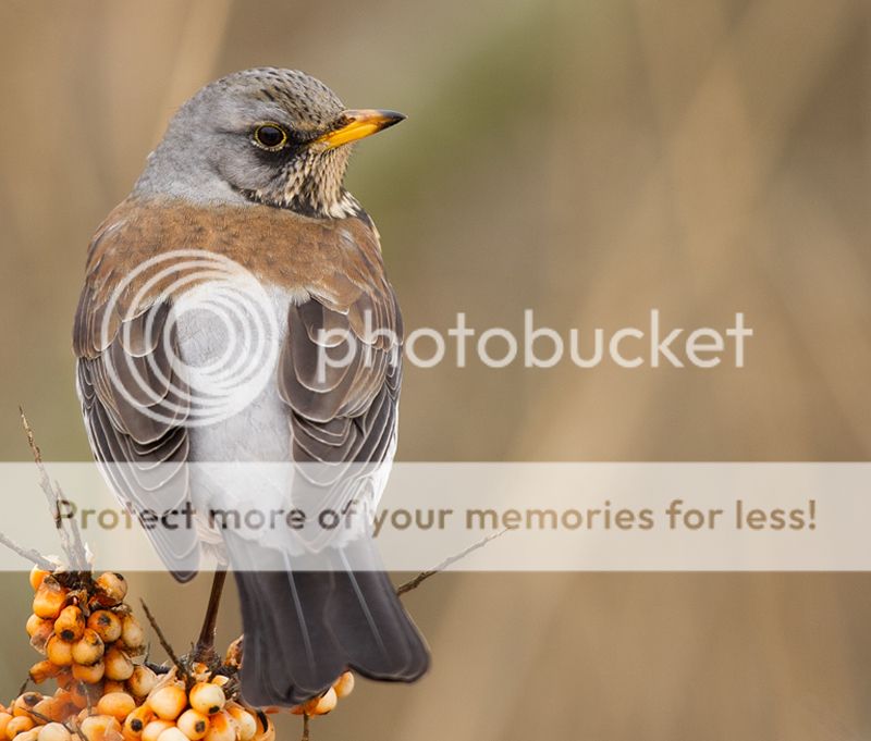 Fotografie