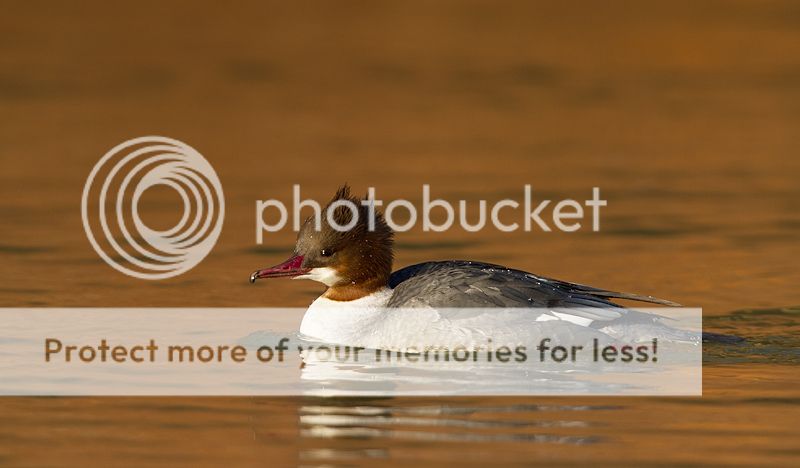 Fotografie