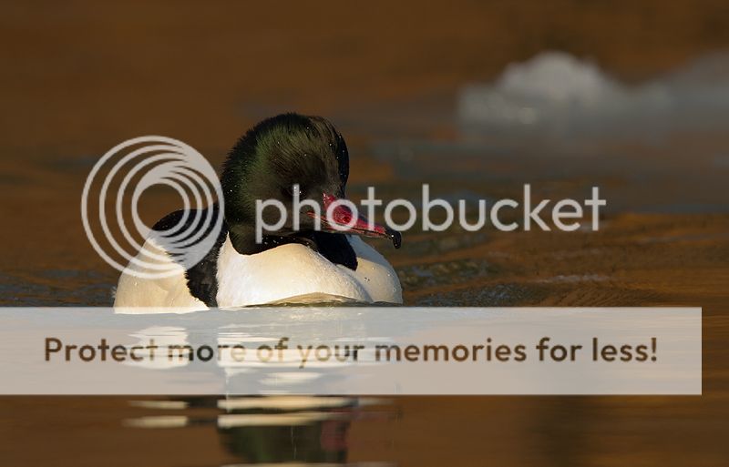Fotografie