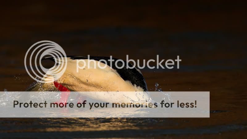 Fotografie