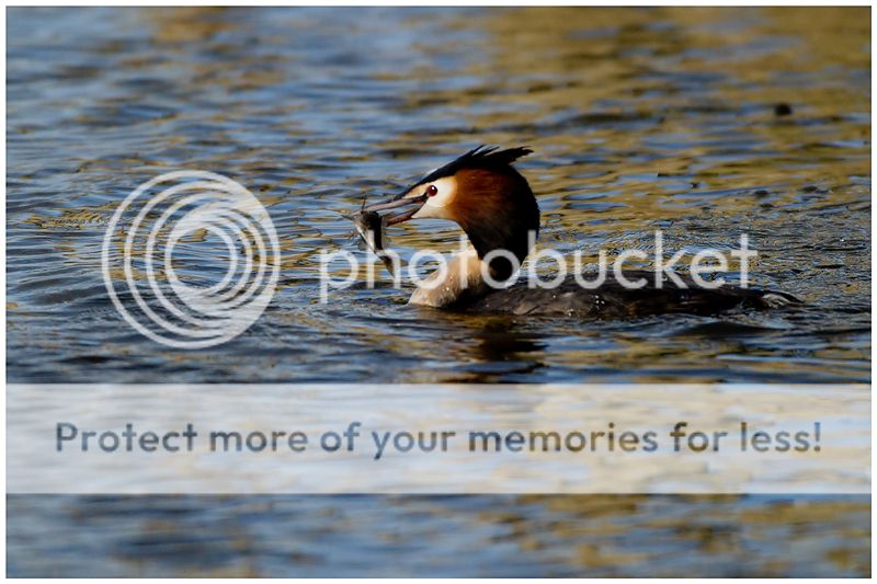 Fotografie