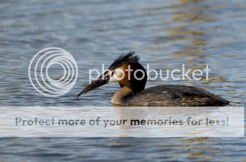 Fotografie