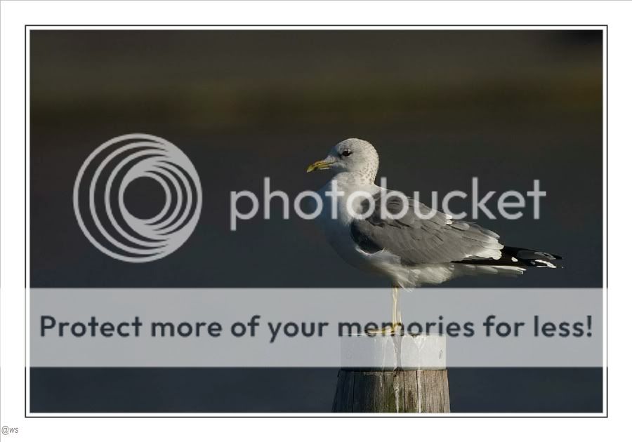 Fotografie