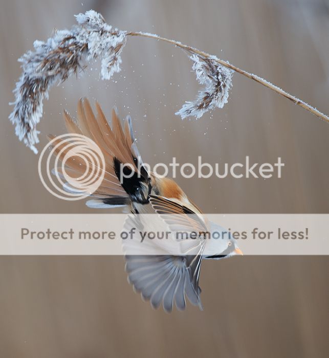 Fotografie