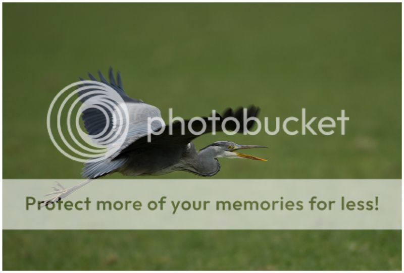 Fotografie