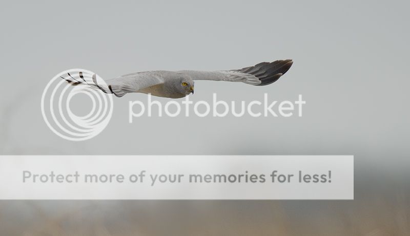 Fotografie