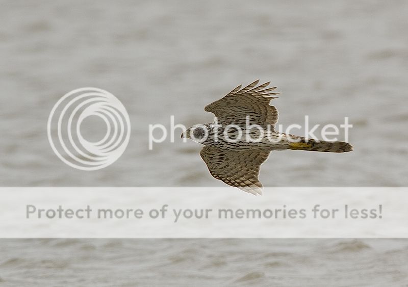 Fotografie