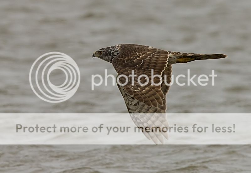 Fotografie