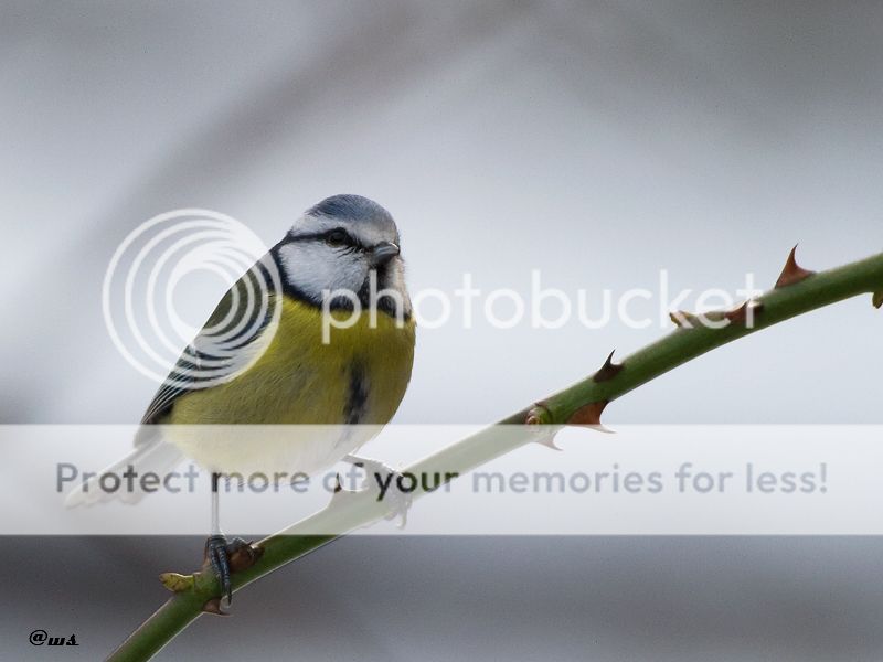 Fotografie