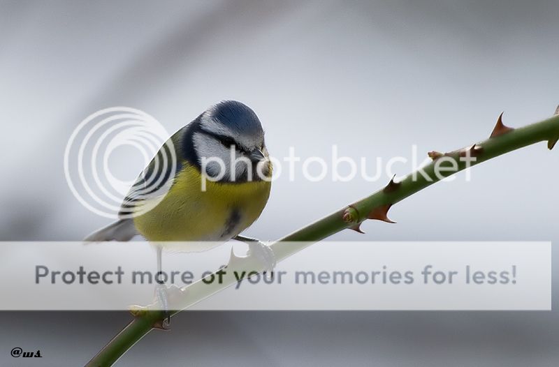 Fotografie