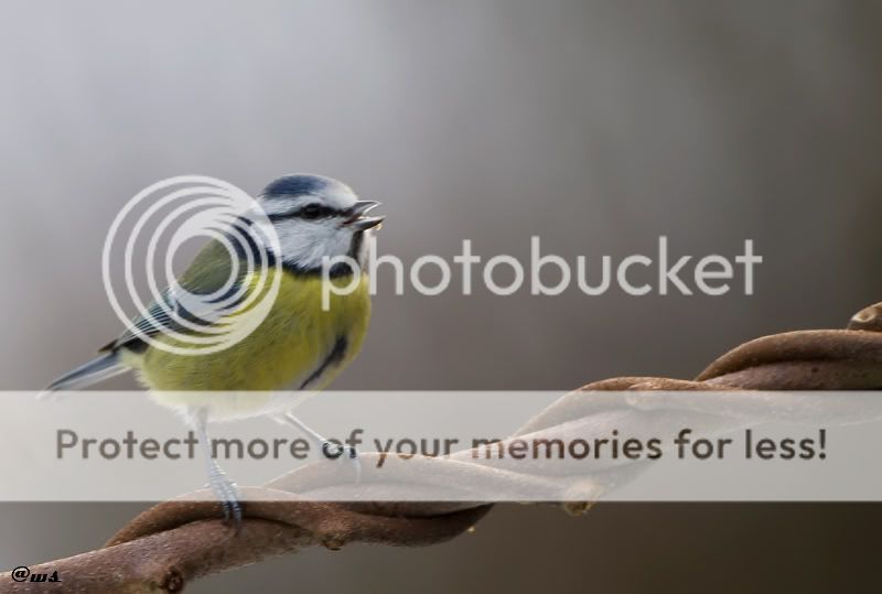 Fotografie