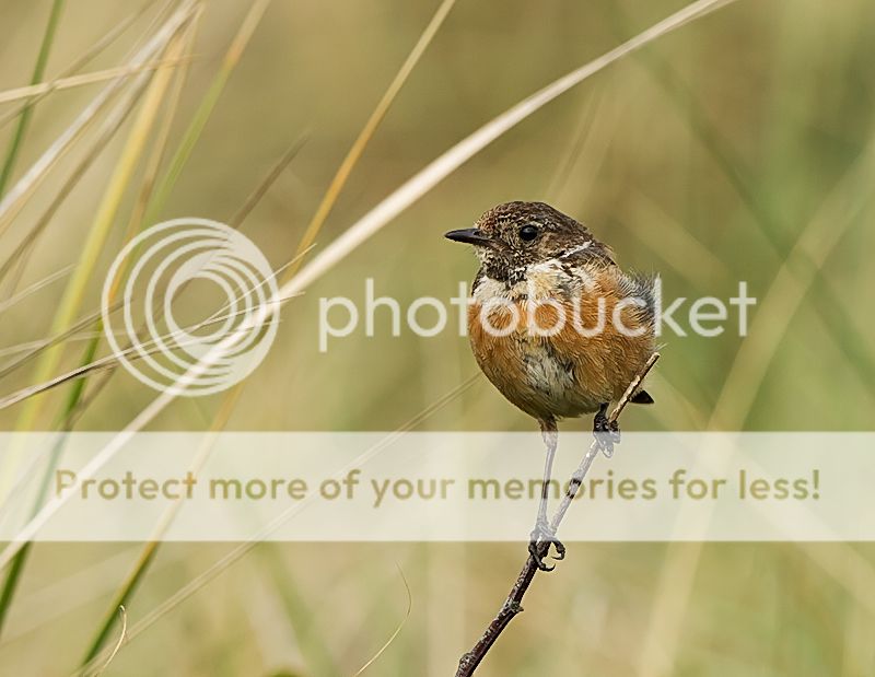 Fotografie