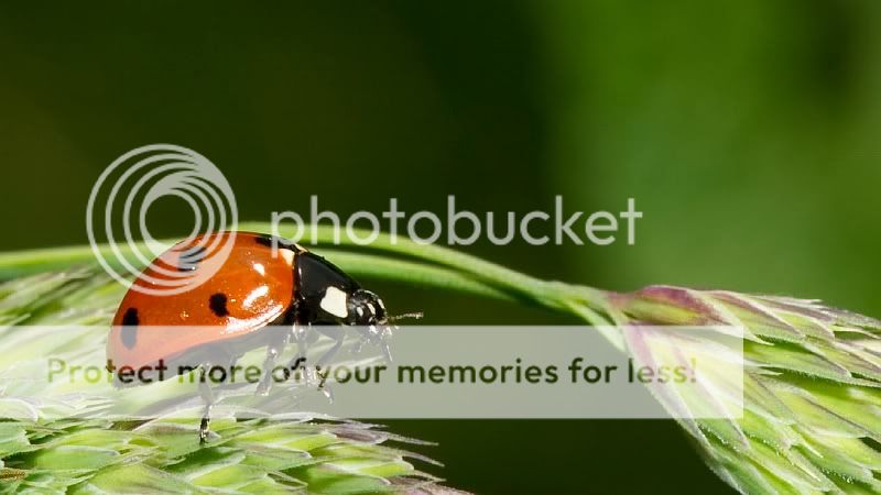 Fotografie