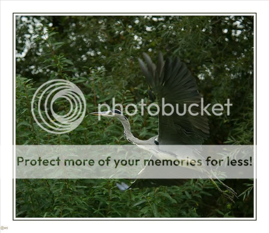 Fotografie