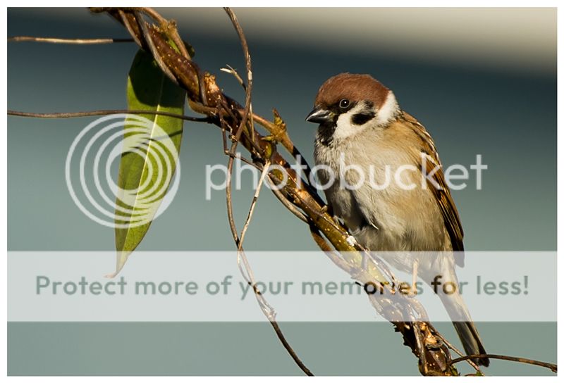 Fotografie