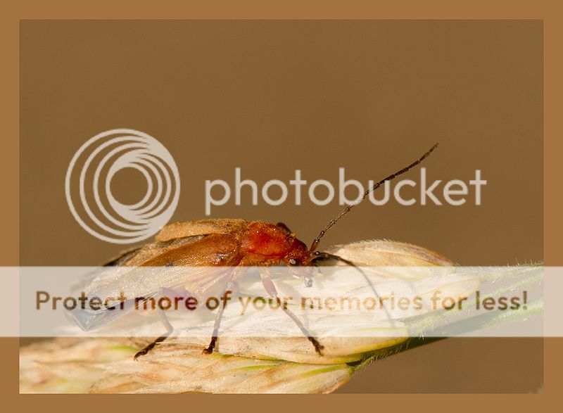 Fotografie