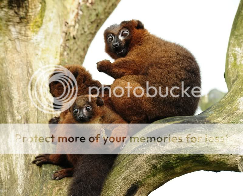 Fotografie