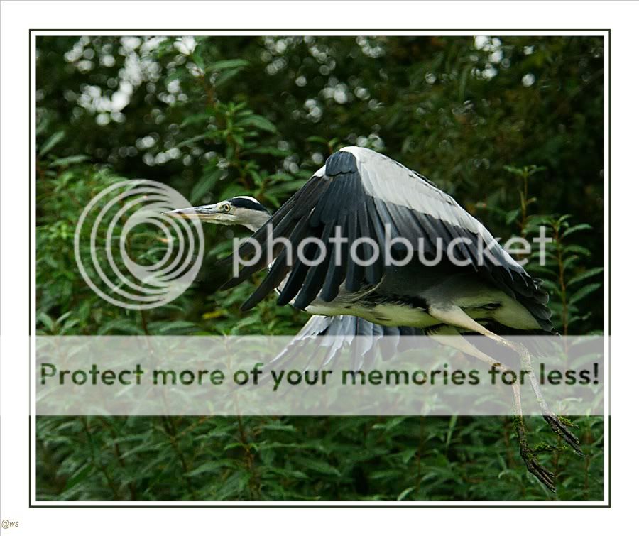 Fotografie