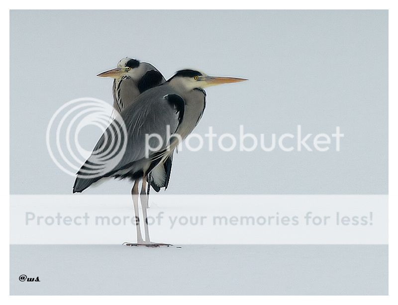 Fotografie
