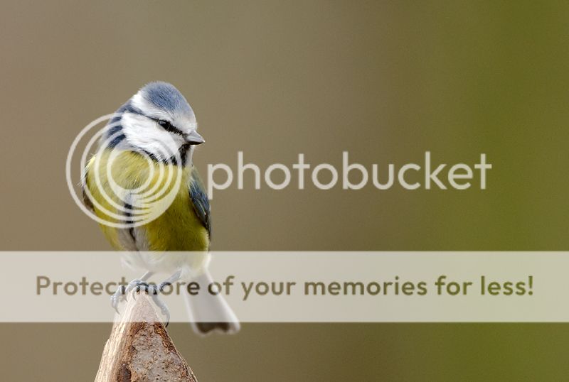 Fotografie