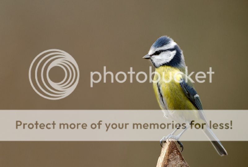 Fotografie