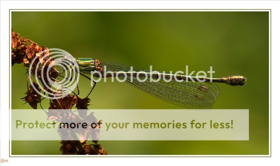 Fotografie