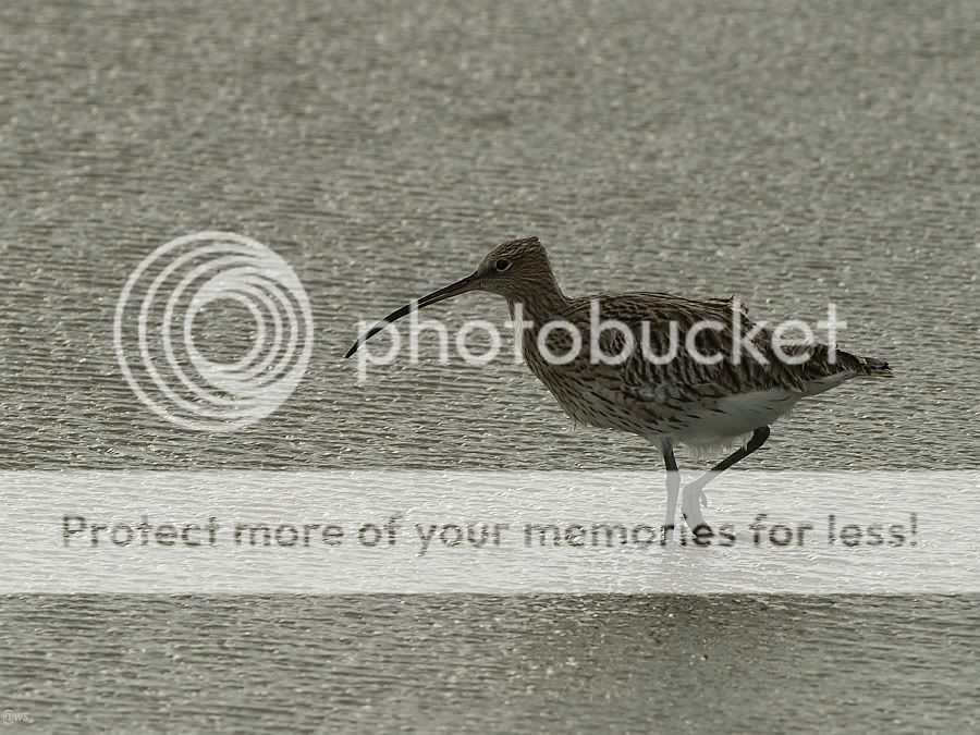Fotografie