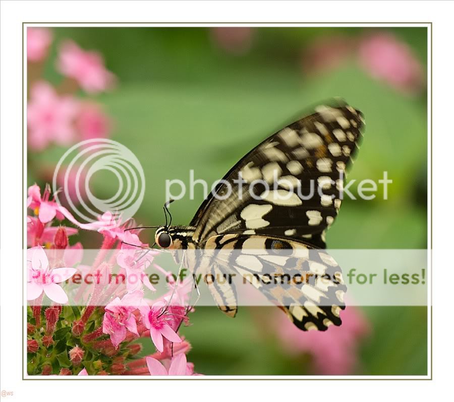 Fotografie