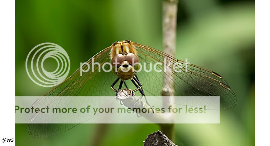 Fotografie