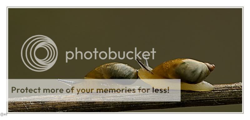 Fotografie