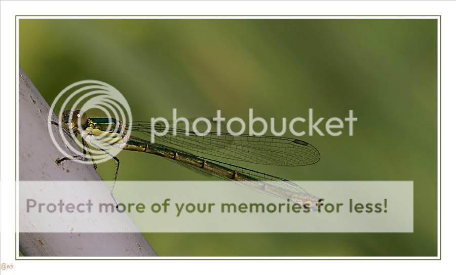 Fotografie