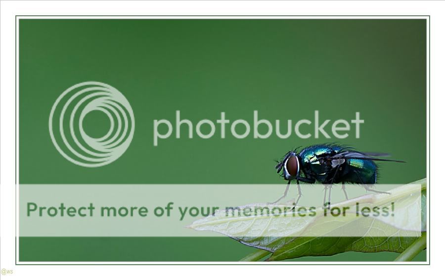 Fotografie