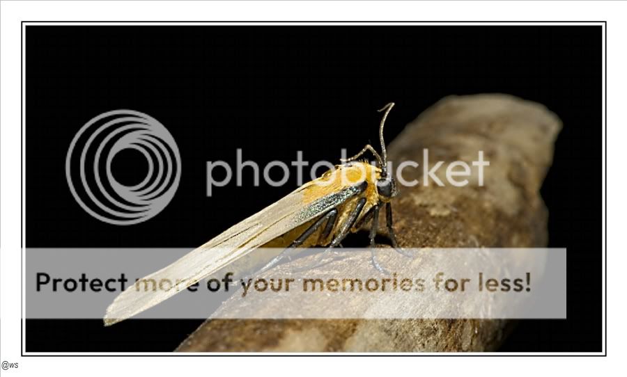 Fotografie