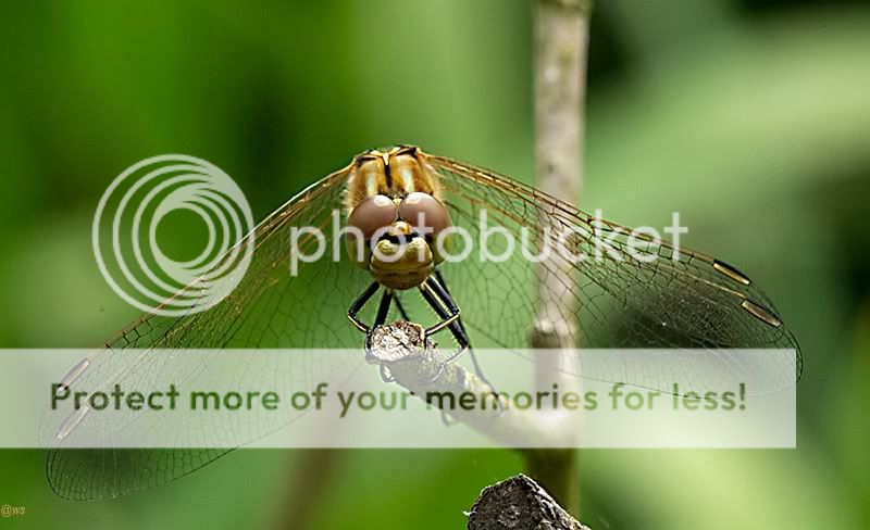 Fotografie