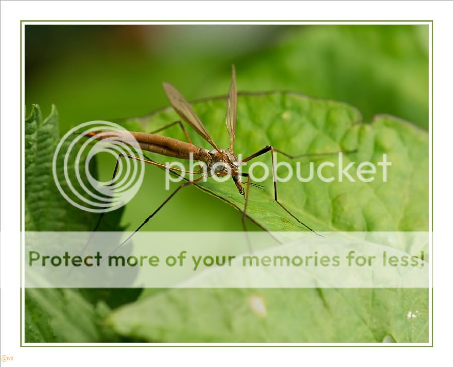 Fotografie