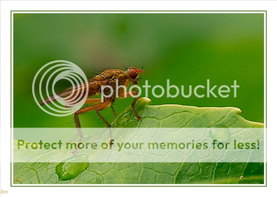 Fotografie