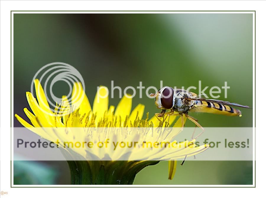 Fotografie