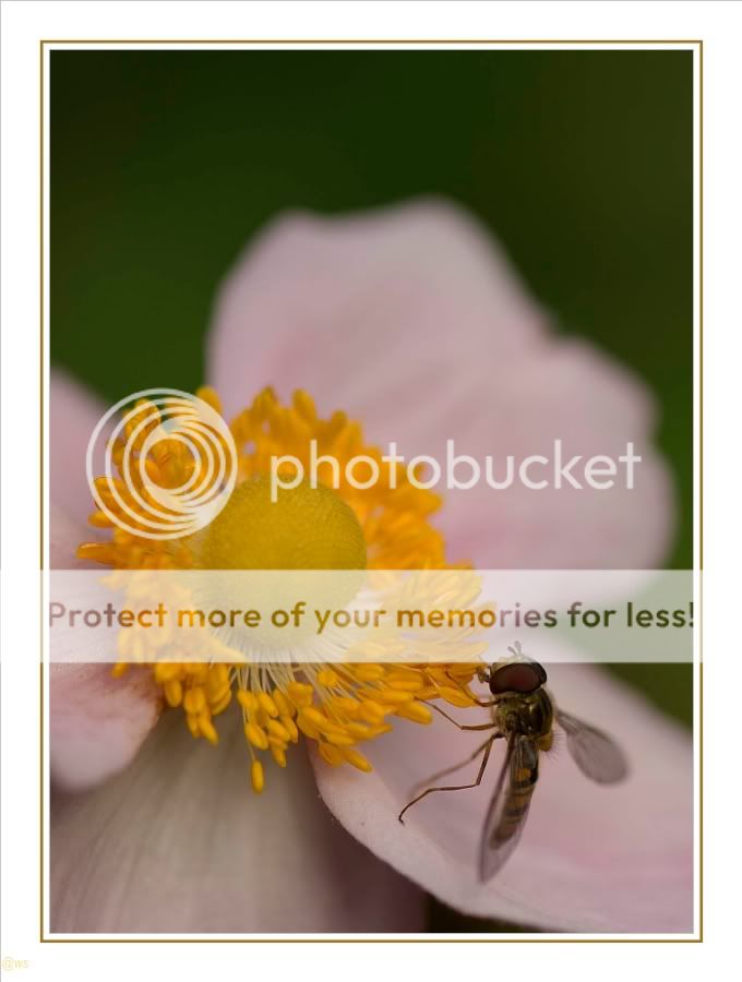 Fotografie