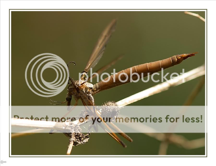 Fotografie