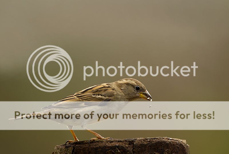 Fotografie