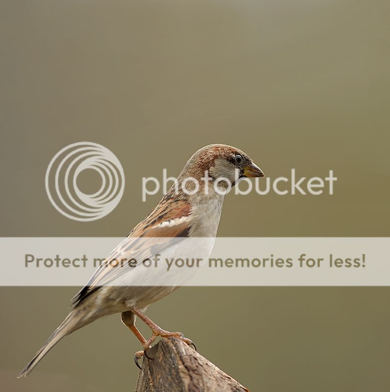 Fotografie